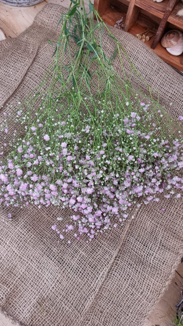 Schleierkraut frisch rosa pink violett bund groß frisches grün im Mrs Greenery Shop bestellen kaufen