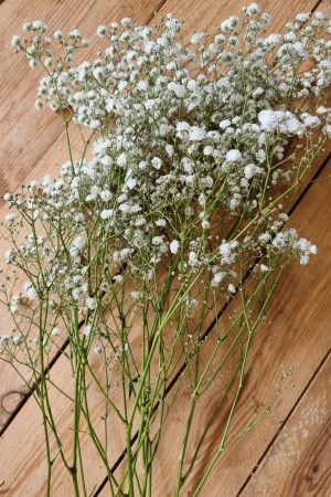 Schleierkraut frisch weiss bund groß frisches grün im Mrs Greenery Shop bestellen kaufen