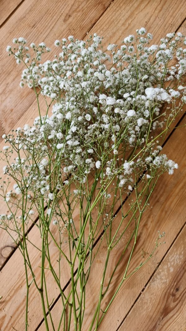 Schleierkraut frisch weiss bund groß frisches grün im Mrs Greenery Shop bestellen kaufen
