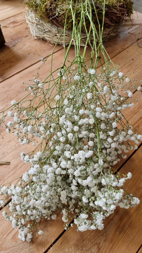 Schleierkraut frisch weiss bund groß frisches grün im Mrs Greenery Shop bestellen kaufen