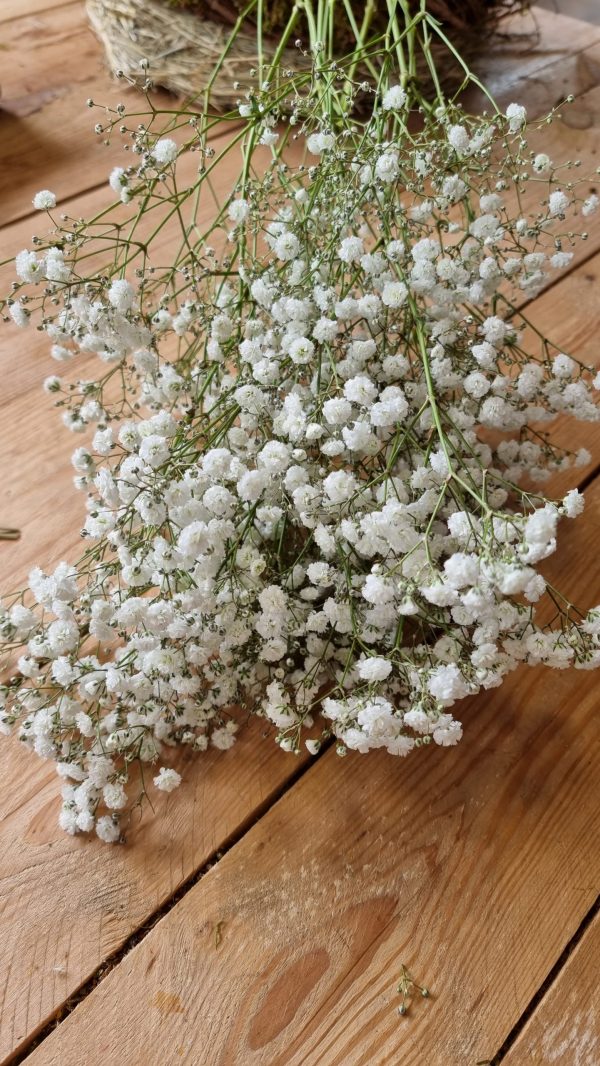 Schleierkraut frisch weiss bund groß frisches grün im Mrs Greenery Shop bestellen kaufen