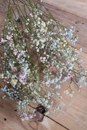 Schleierkraut bunt. Getrocknetes Schleierkraut für deine Naturdeko Trockenblumen bunt.