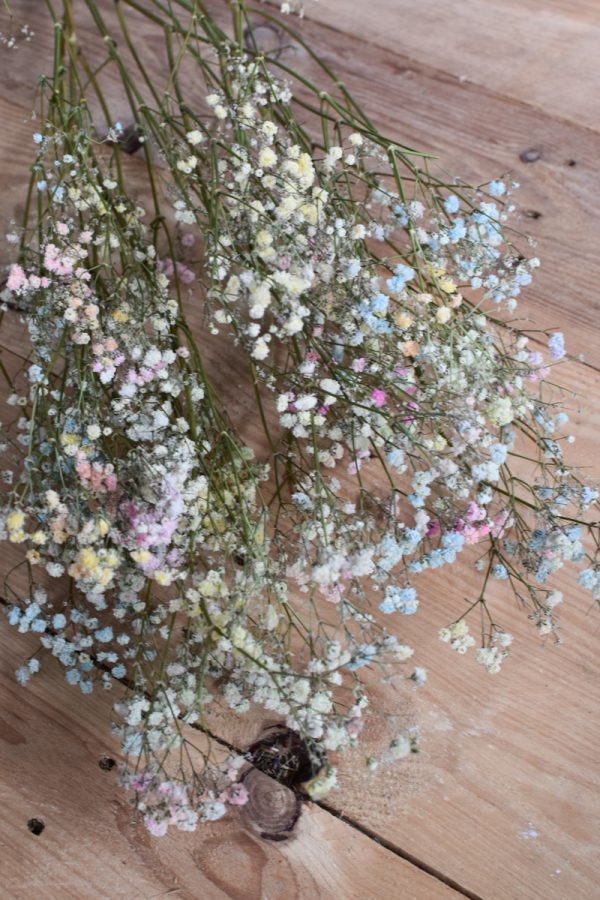 Schleierkraut bunt. Getrocknetes Schleierkraut für deine Naturdeko Trockenblumen bunt.