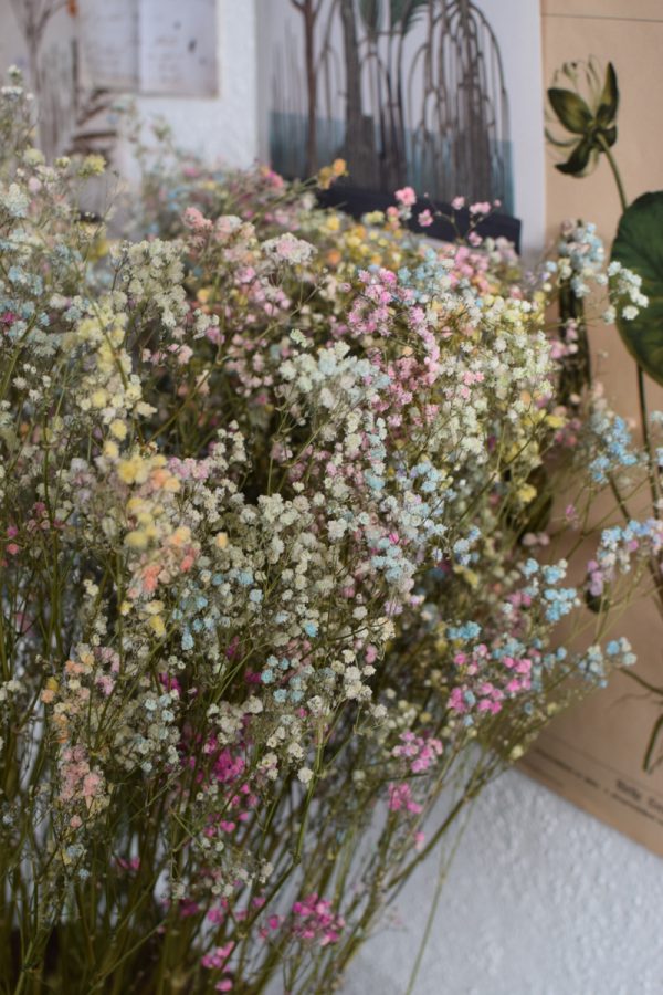 Schleierkraut bunt. Getrocknetes Schleierkraut für deine Naturdeko Trockenblumen bunt.