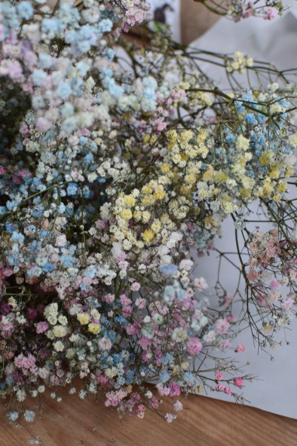 Schleierkraut bunt. Getrocknetes Schleierkraut für deine Naturdeko Trockenblumen bunt.