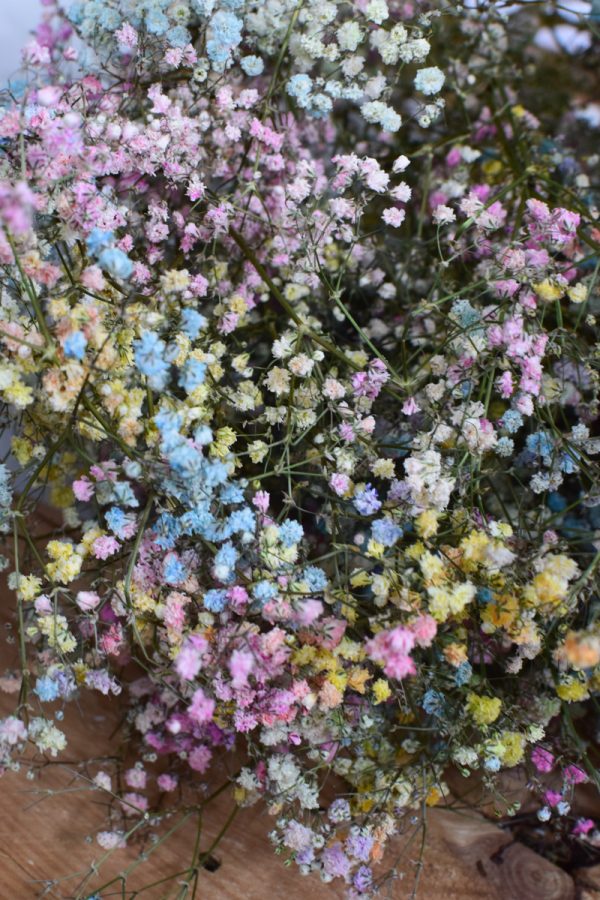 Schleierkraut bunt. Getrocknetes Schleierkraut für deine Naturdeko Trockenblumen bunt.
