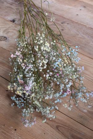 Schleierkraut bunt. Getrocknetes Schleierkraut für deine Naturdeko Trockenblumen bunt.