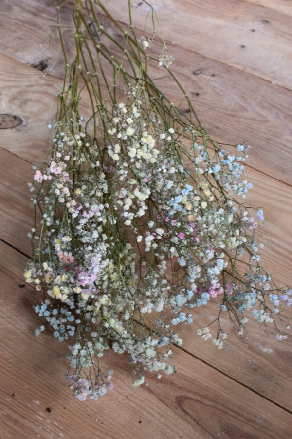 Schleierkraut bunt. Getrocknetes Schleierkraut für deine Naturdeko Trockenblumen bunt.