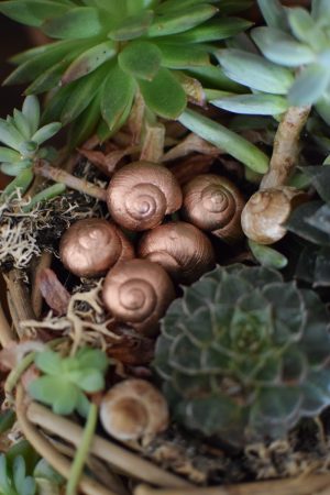 Dekoschnecke Schnecke Schneckenhaus kupfer Naturdeko im Mrs Greenery Shop bestellen kaufen