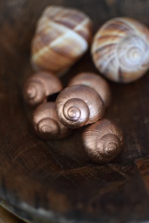 Dekoschnecke Schnecke Schneckenhaus kupfer Naturdeko im Mrs Greenery Shop bestellen kaufen