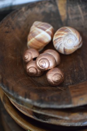 Dekoschnecke Schnecke Schneckenhaus kupfer Naturdeko im Mrs Greenery Shop bestellen kaufen