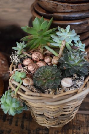 Dekoschnecke Schnecke Schneckenhaus kupfer Naturdeko im Mrs Greenery Shop bestellen kaufen