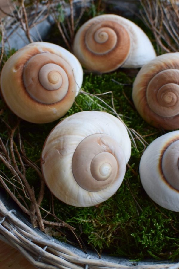 Schnecke Lamarkiana natur Naturdeko Kreativsein Schneckenhaus Basteln