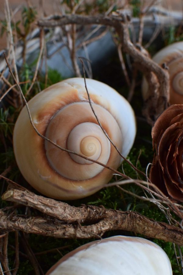 Schnecke Lamarkiana natur Naturdeko Kreativsein Schneckenhaus Basteln