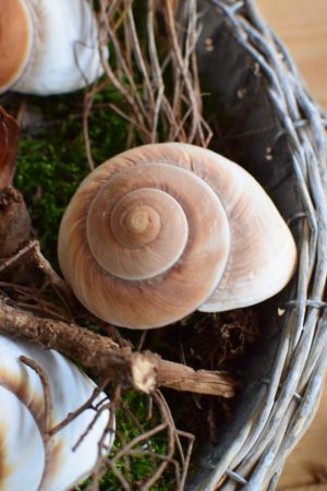 Schnecke Lamarkiana natur Naturdeko Kreativsein Schneckenhaus Basteln