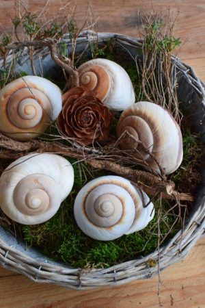 Schnecke Lamarkiana natur Naturdeko Kreativsein Schneckenhaus Basteln