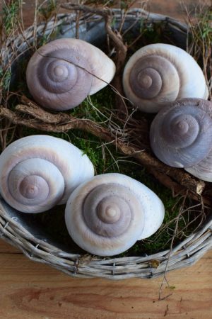 Schnecke Lamarkiana pastell Naturdeko Kreativsein Schneckenhaus Basteln