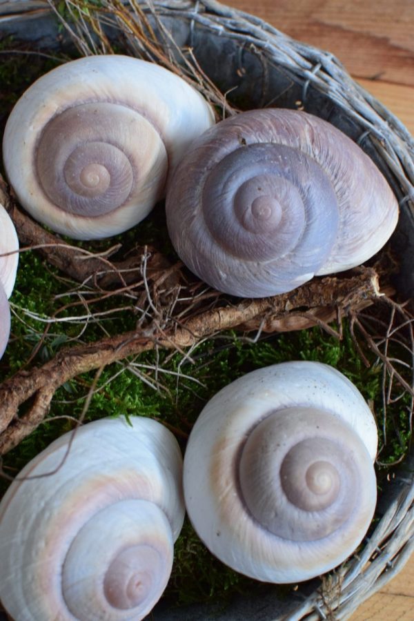Schnecke Lamarkiana pastell Naturdeko Kreativsein Schneckenhaus Basteln