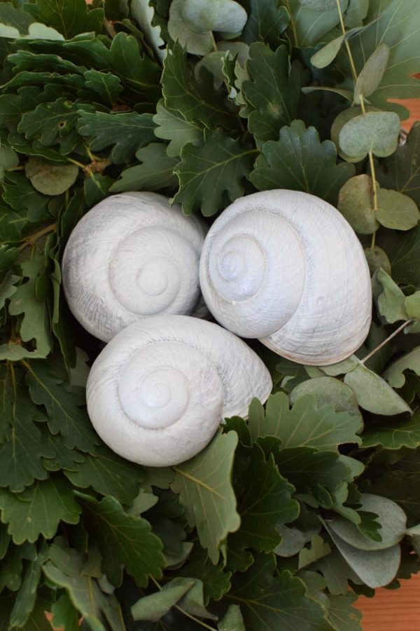 Schnecke Lamarkiana weissNaturdeko Kreativsein Schneckenhaus Basteln