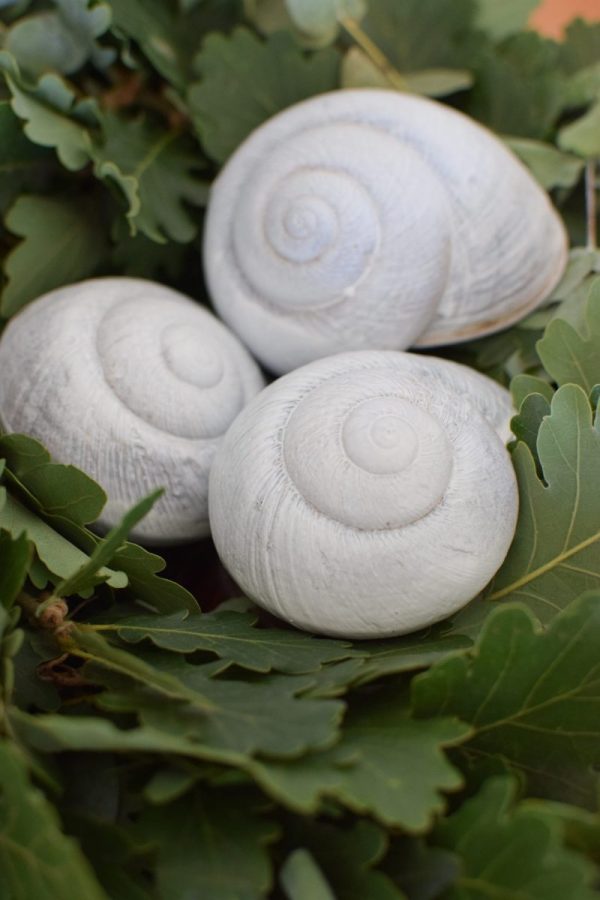 Schnecke Lamarkiana weissNaturdeko Kreativsein Schneckenhaus Basteln