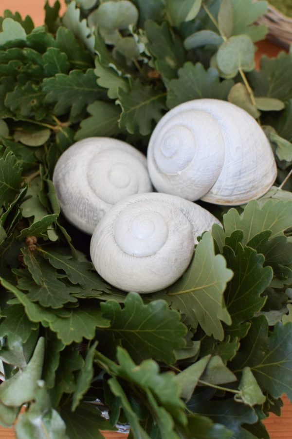 Schnecke Lamarkiana weissNaturdeko Kreativsein Schneckenhaus Basteln