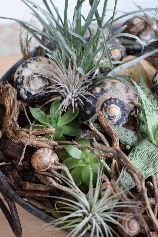 Schnecke Schneckenhaus Sarmaticus zum Dekorieren und Kreativsein. BAsteln mit Naturmaterialien aus dem Mrs Greenery Shop