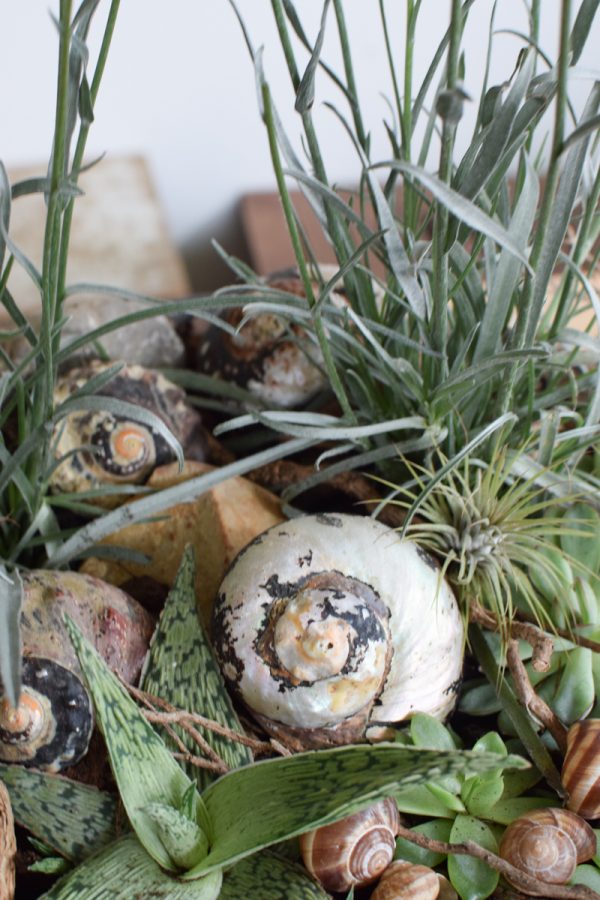 Schnecke Schneckenhaus Sarmaticus zum Dekorieren und Kreativsein. BAsteln mit Naturmaterialien aus dem Mrs Greenery Shop