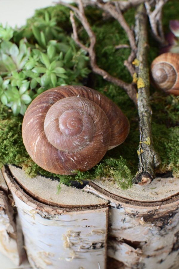 Schnecke Lamarkiana Naturdeko Kreativsein Schneckenhaus Basteln