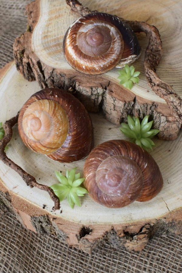 Schnecke Lamarkiana Naturdeko Kreativsein Schneckenhaus Basteln