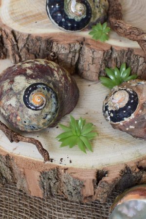 chnecke Sarmaticus Naturdeko Kreativsein Schneckenhaus Basteln