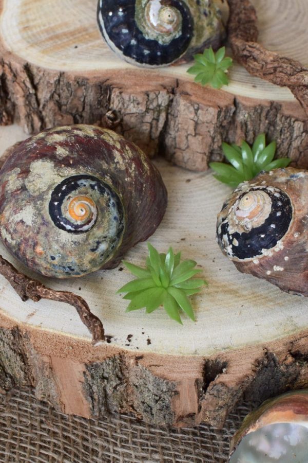 chnecke Sarmaticus Naturdeko Kreativsein Schneckenhaus Basteln