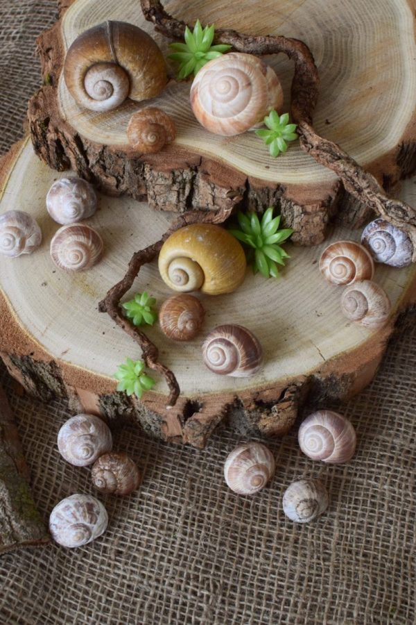 Schnecken Set Naturdeko Deko mit Natur Schneckenhaus Schneckenhäuser gestalten kreativsein basteln Mrs Greenery