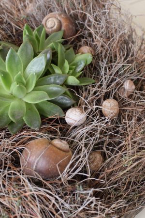 Schnecken Set Naturdeko Deko mit Natur Schneckenhaus Schneckenhäuser gestalten kreativsein basteln Mrs Greenery