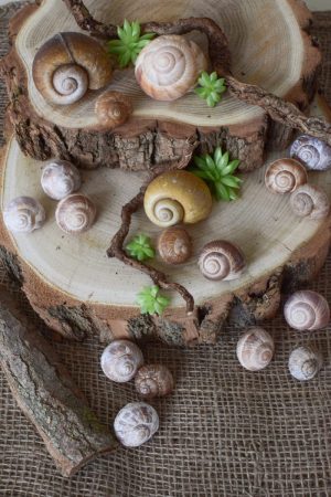 Schnecken Set Naturdeko Deko mit Natur Schneckenhaus Schneckenhäuser gestalten kreativsein basteln