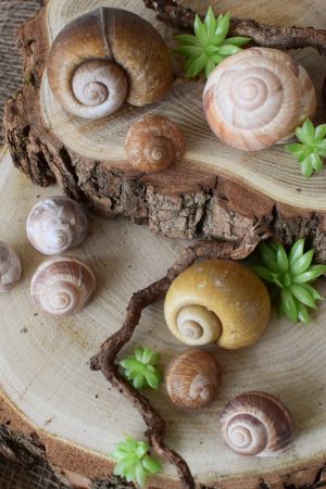 Schnecken Set Naturdeko Deko mit Natur Schneckenhaus Schneckenhäuser gestalten kreativsein basteln