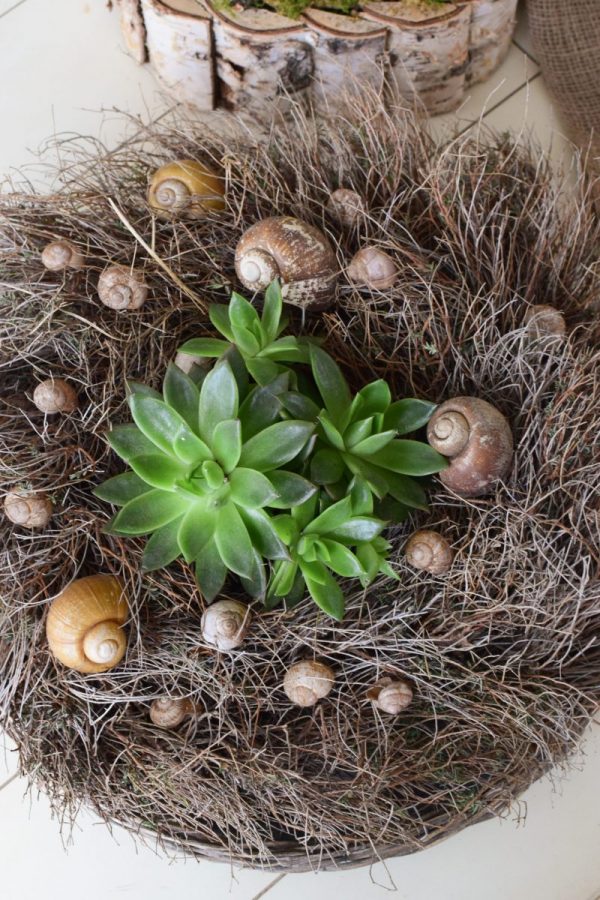 Schnecken Set Naturdeko Deko mit Natur Schneckenhaus Schneckenhäuser gestalten kreativsein basteln