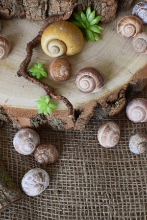 Schnecken Set Naturdeko Deko mit Natur Schneckenhaus Schneckenhäuser gestalten kreativsein basteln