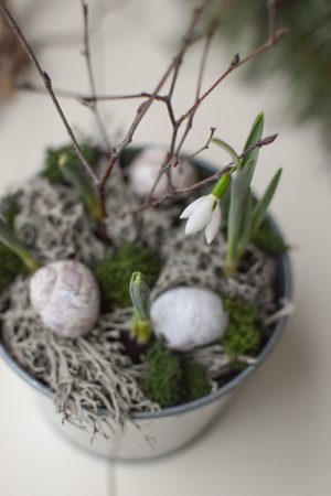 Schneeglöckchen im Topf. Frühlingsblüher besonders zart und schön. Im Mrs Greenery Shop bestellen
