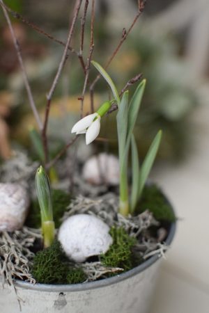 Schneeglöckchen im Topf. Frühlingsblüher besonders zart und schön. Im Mrs Greenery Shop bestellen