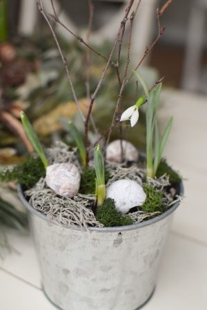 Schneeglöckchen im Topf. Frühlingsblüher besonders zart und schön. Im Mrs Greenery Shop bestellen