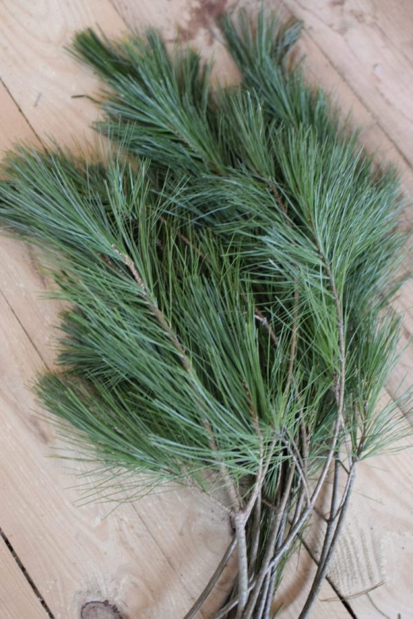 Seidenkiefer Kiefer Wintergruen Bund Tannengruen Kranz Kränze binden Weihnachtsgrün Deko