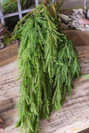 Sicheltanne Tanne Wintergrün Weihnachtsgrün Kreativsein mit Naturmaterialen aus dem Mrs Greenery Shop Kranzbinden Basteln Kreativ
