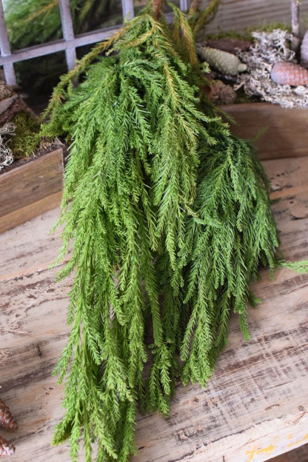 Sicheltanne Tanne Wintergrün Weihnachtsgrün Kreativsein mit Naturmaterialen aus dem Mrs Greenery Shop Kranzbinden Basteln Kreativ