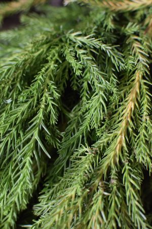 Sicheltanne Tanne Wintergrün Weihnachtsgrün Kreativsein mit Naturmaterialen aus dem Mrs Greenery Shop Kranzbinden Basteln Kreativ