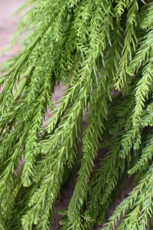 Sicheltanne Tanne Wintergrün Weihnachtsgrün Kreativsein mit Naturmaterialen aus dem Mrs Greenery Shop Kranzbinden Basteln Kreativ