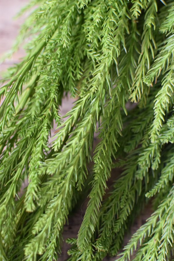 Sicheltanne Tanne Wintergrün Weihnachtsgrün Kreativsein mit Naturmaterialen aus dem Mrs Greenery Shop Kranzbinden Basteln Kreativ