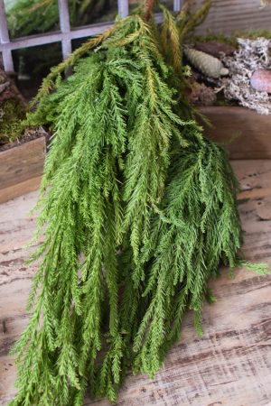 Sicheltanne Tanne Wintergrün Weihnachtsgrün Kreativsein mit Naturmaterialen aus dem Mrs Greenery Shop Kranzbinden Basteln Kreativ