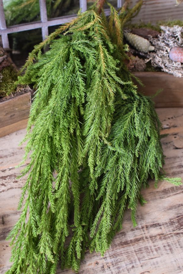 Sicheltanne Tanne Wintergrün Weihnachtsgrün Kreativsein mit Naturmaterialen aus dem Mrs Greenery Shop Kranzbinden Basteln Kreativ