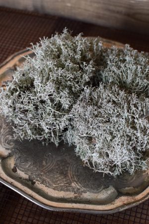 Silbermoos frisch Moss zum Kreativsein und Basteln im Mrs Greenery Shop bestellen