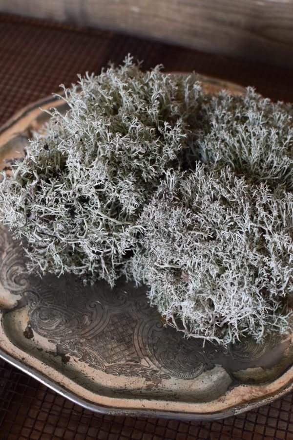 Silbermoos frisch Moss zum Kreativsein und Basteln im Mrs Greenery Shop bestellen